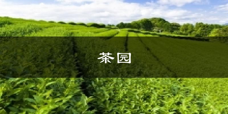茶园气温
