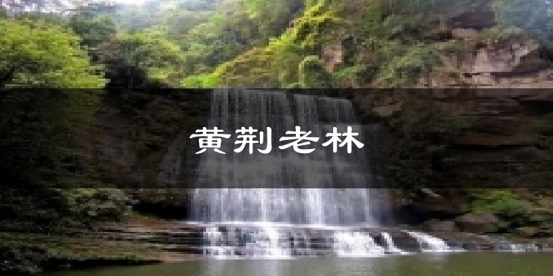 黄荆老林气温